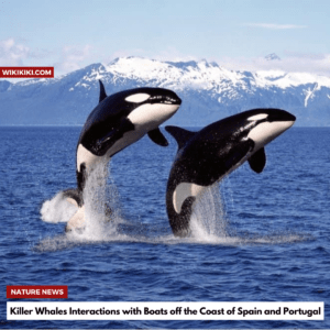 Killer Whales Interactions with Boats off the Coast 