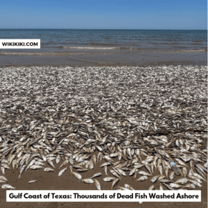 Gulf Coast of Texas: Thousands of Dead Fish Washed Ashore