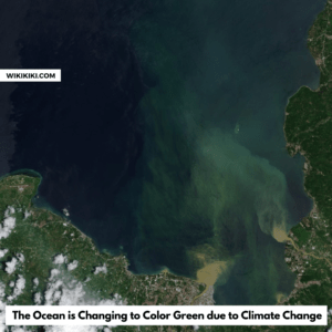 The Ocean is Changing to Color Green due to Climate Change