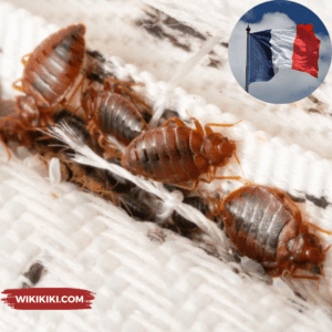 Bedbug Infestation ahead of 2024 Summer Olympics