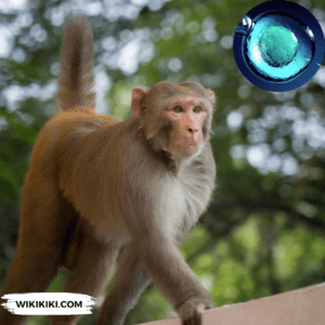 Rhesus Monkey Clone Using New Method